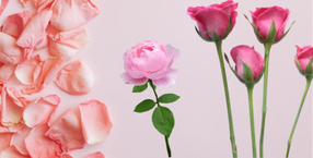 điện hoa toàn quốc